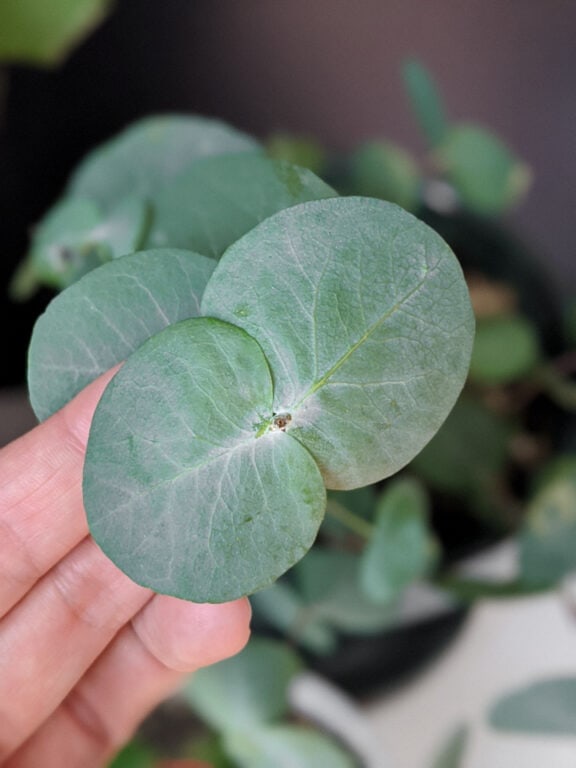 Eucalyptus Plant Care How to Care for Potted Eucalyptus