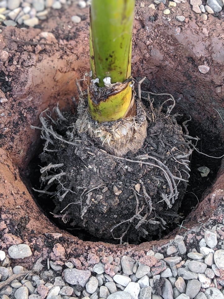 banana plant root ball