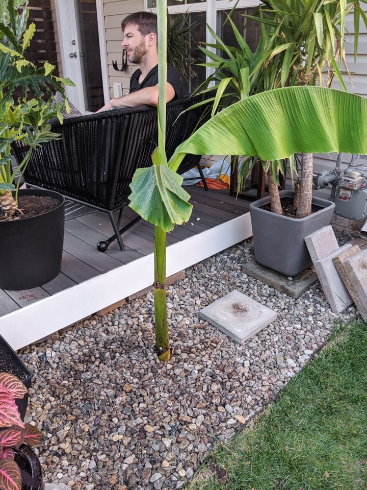 how to care for a banana plant in a pot or in the ground