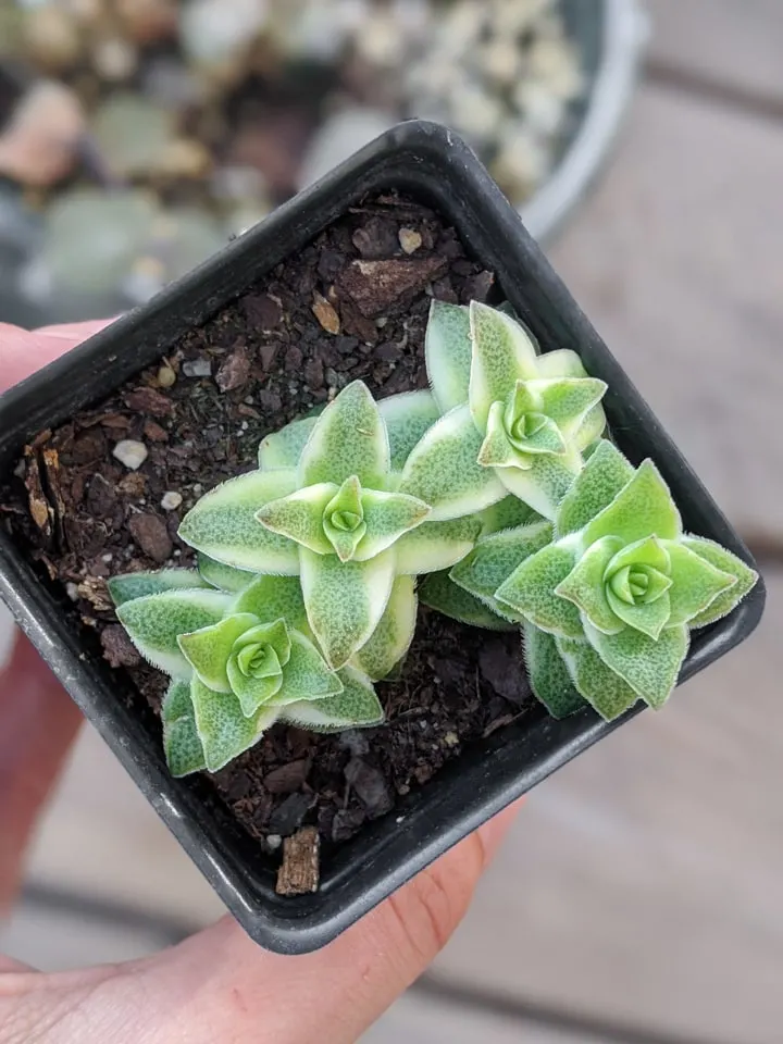 planting a piece of succulent to propagate it