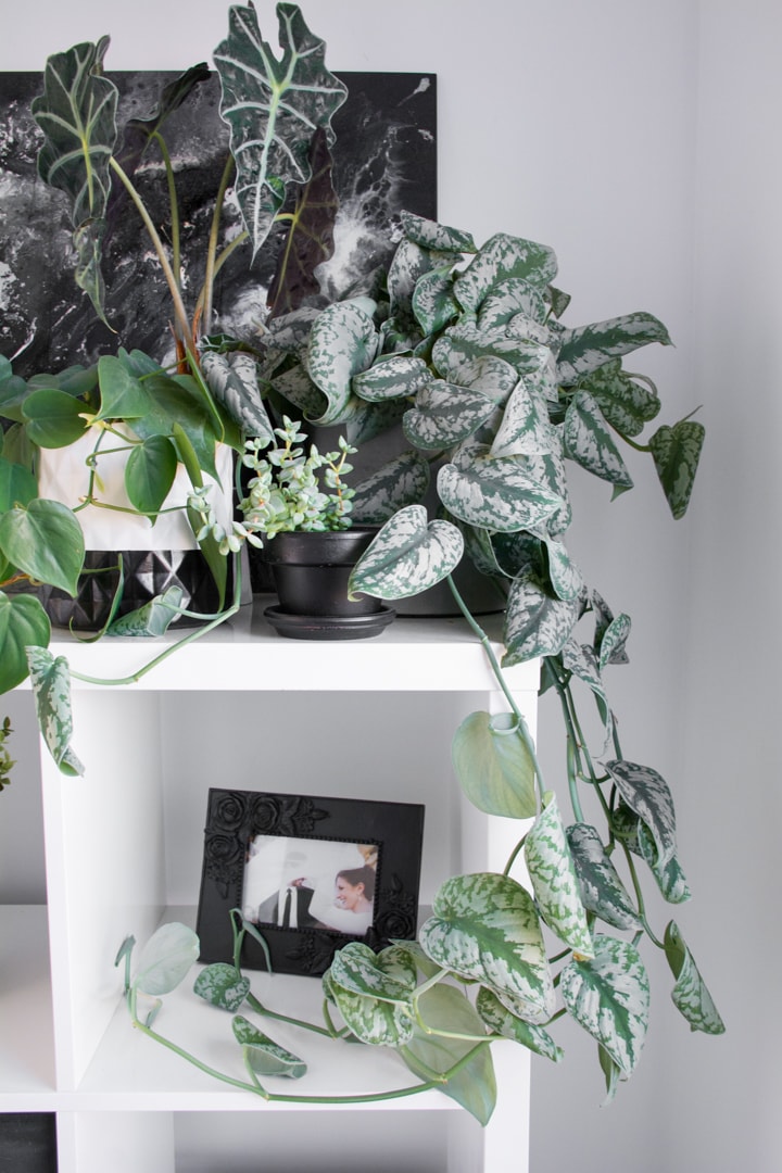 satin pothos leaves curling and how to fix it