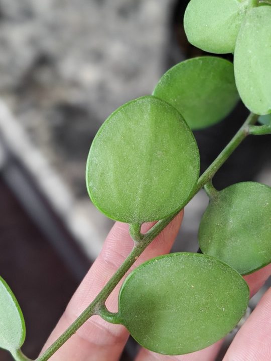 Silver Dollar Succulent How To Care For And Propagate It Silver Dollar Succulent How To Care For And Propagate It