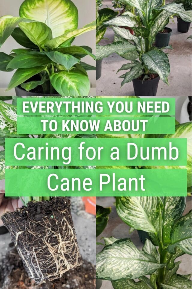 Dumb Cane Care How to Care for Dieffenbachia Houseplants