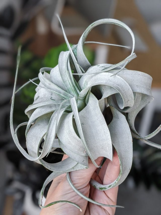 Learn how to care for uniquely beautiful air plants indoors!