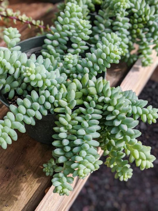 Burro's Tail Care Guide How to Grow This Unique Succulent