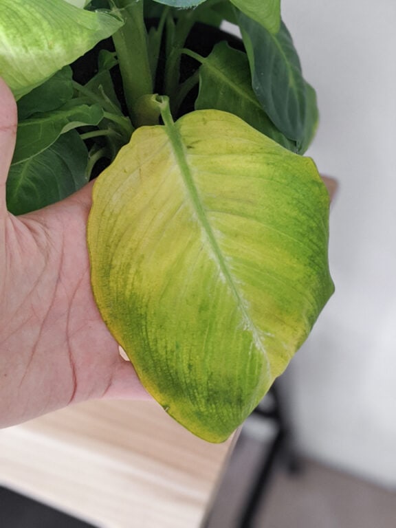 Dumb Cane Care How to Care for Dieffenbachia Houseplants