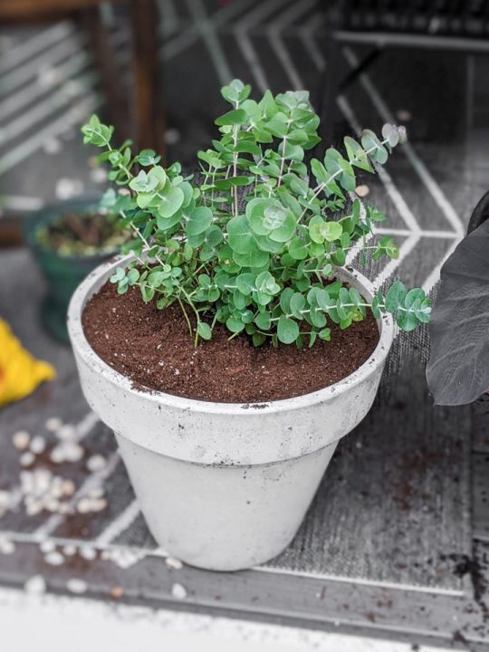 Eucalyptus Plant Care How to Care for Potted Eucalyptus