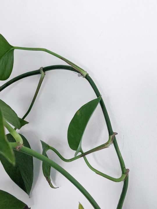 The Easiest Way to Vine Houseplants on Walls...Anyone Can Do It!