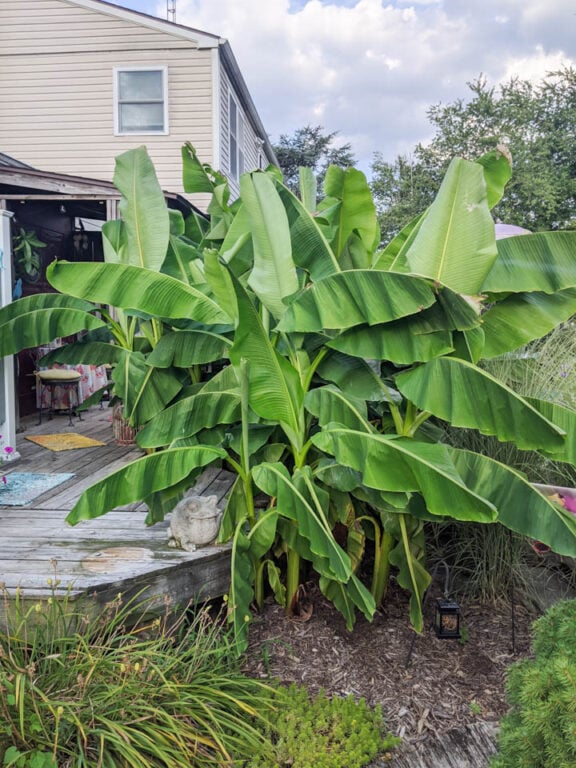 How to Care for a Banana Plant Both in Pots and in the Ground Outdoors