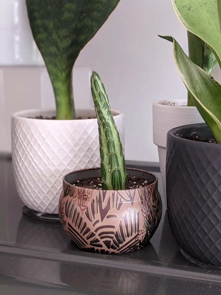 little pickle plant in an upcycled candle holder