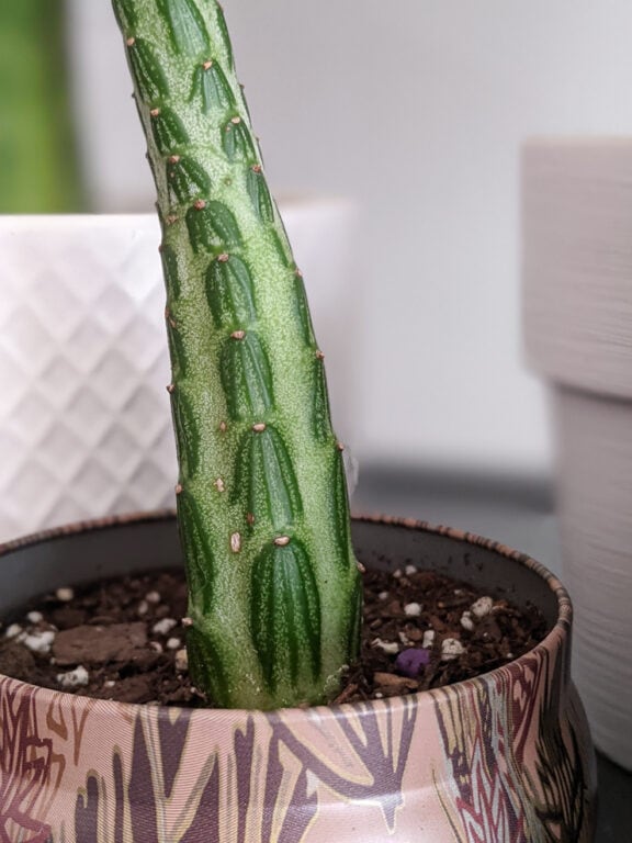 How to care for the striking pickle plant succulent!