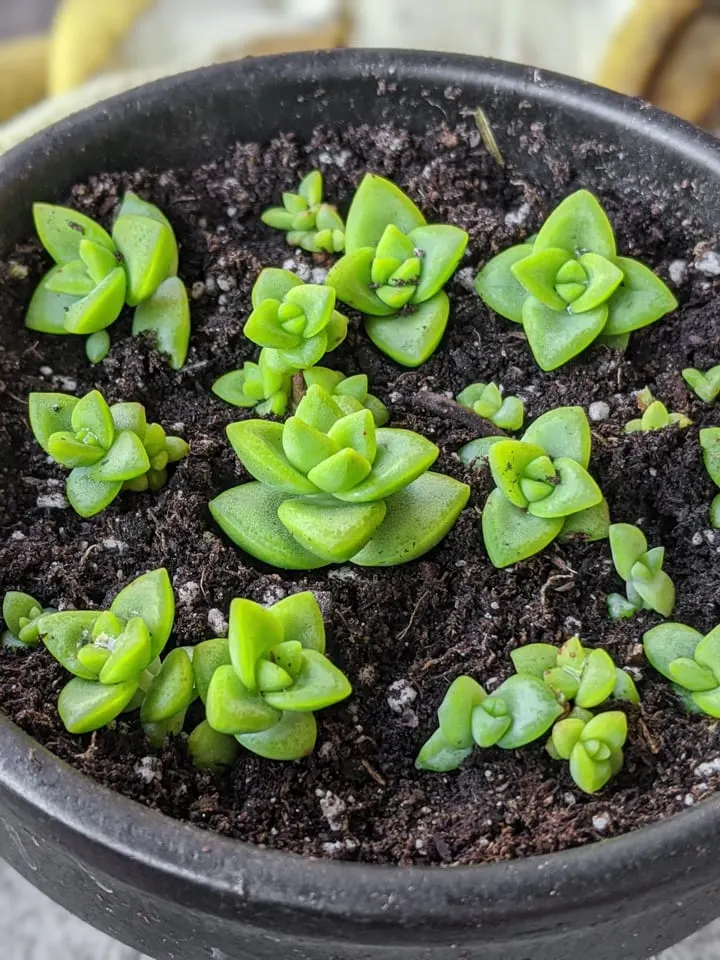 planting succulent babies in soil