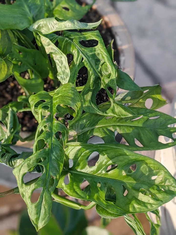 Monstera Adansonii plant