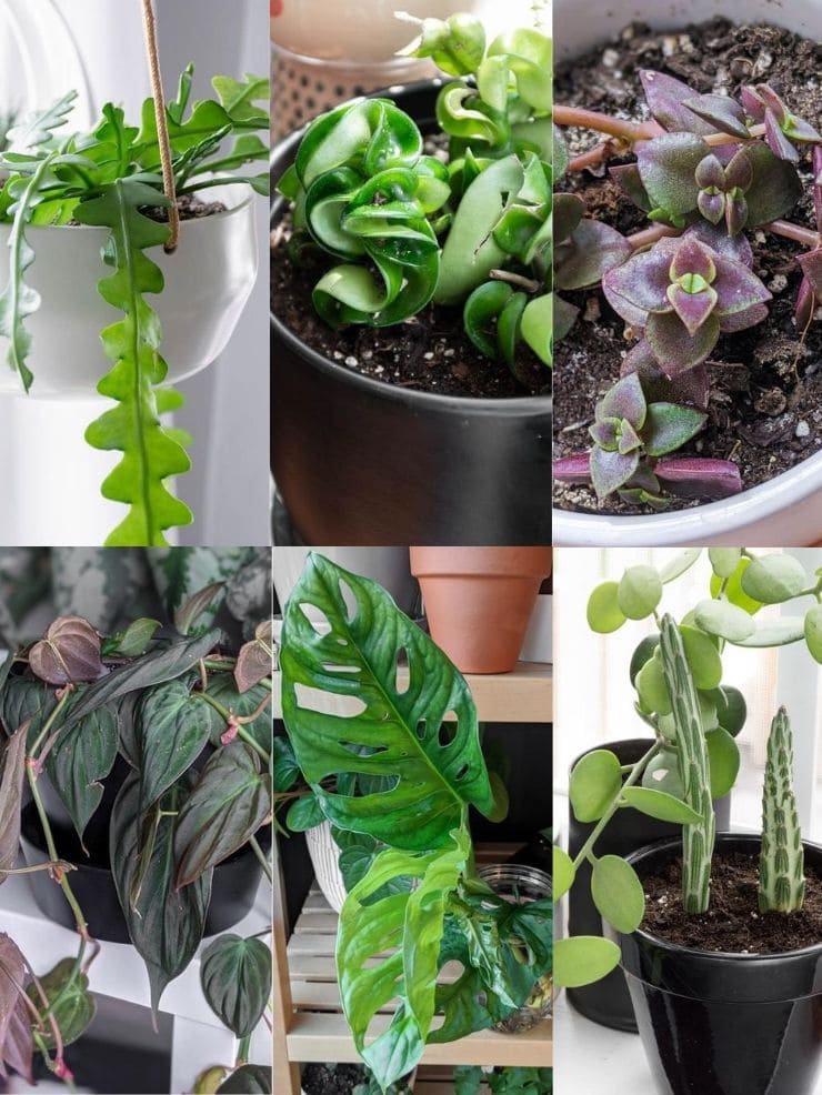 Buying plants on Etsy? Read my 6 tested tips before hitting purchase!