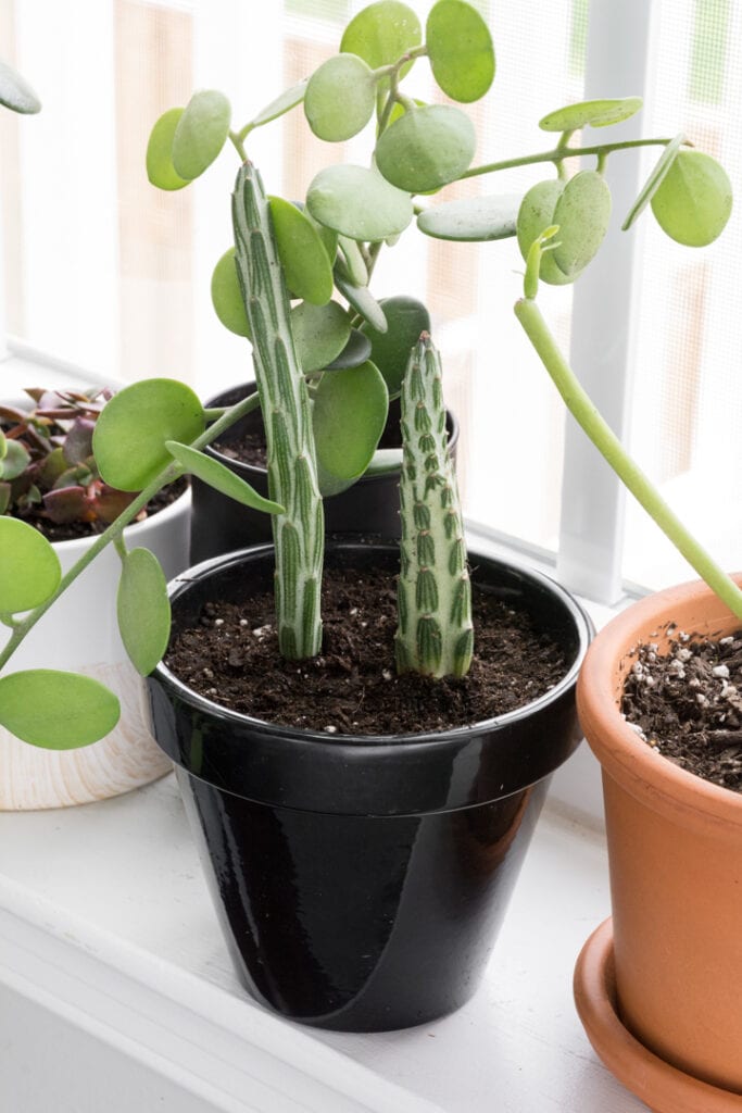 Kleinia Stapeliiformis Pickle Plant