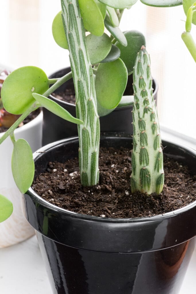 Kleinia Stapeliiformis Pickle Plant Succulent Care