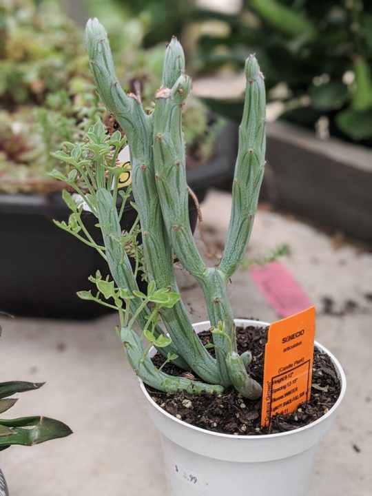 How to care for the striking pickle plant succulent!