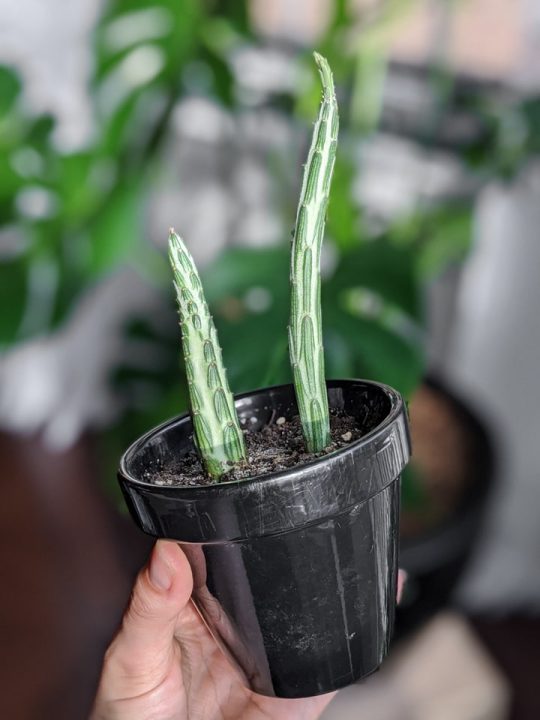 How to care for the striking pickle plant succulent!