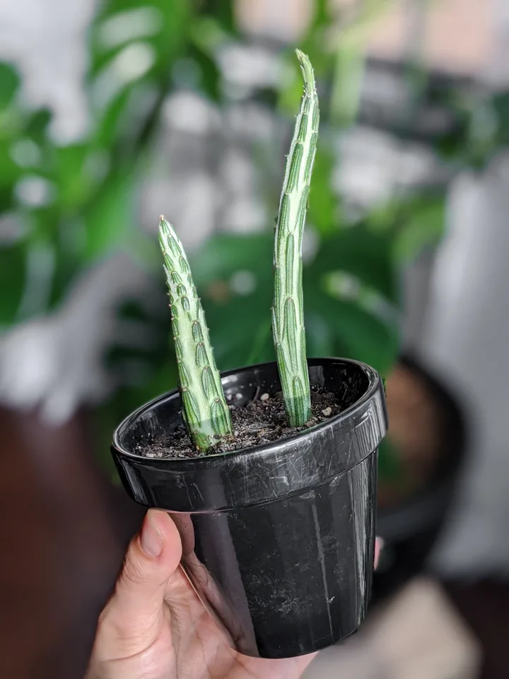 Kleinia Stapeliiformis Pickle Plant