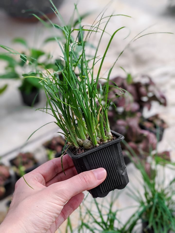 baby Ponytail Palm plant