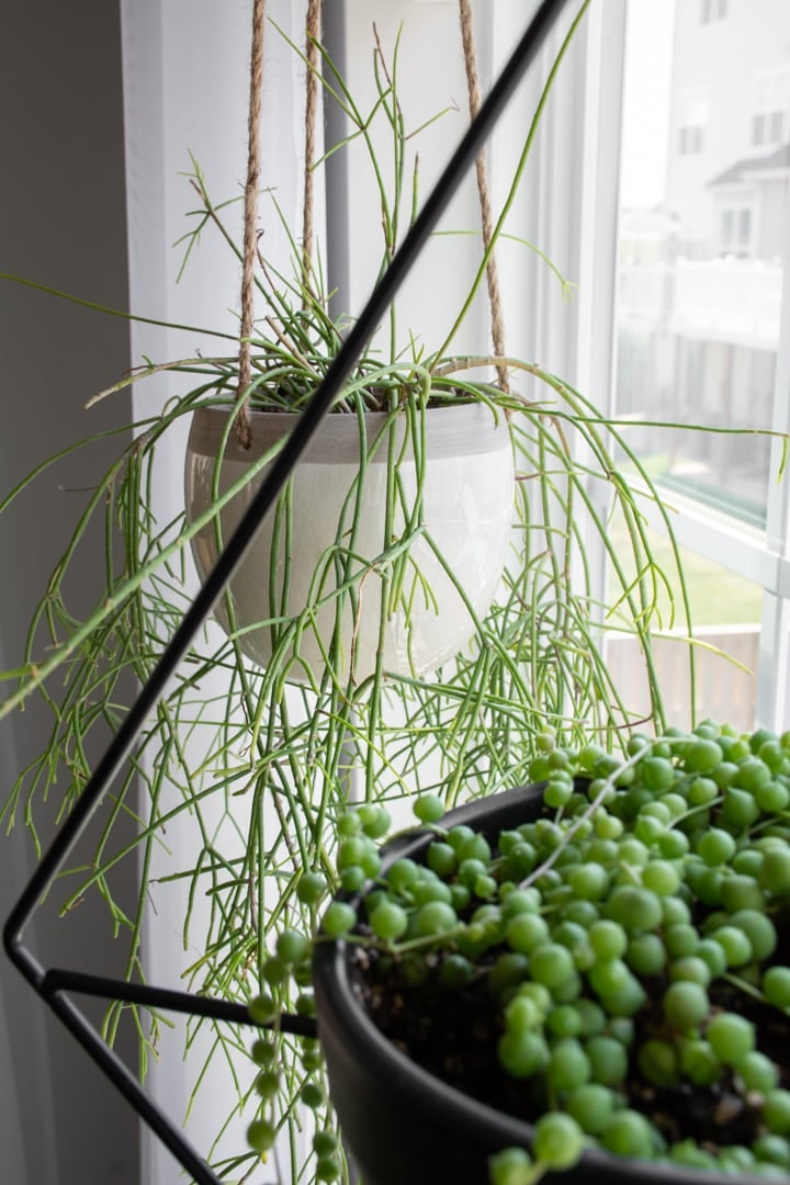 rhipsalis care