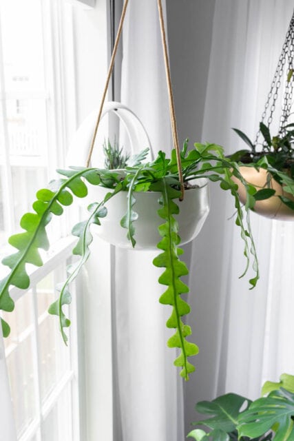 How to help the crazy ric rac cactus thrive indoors!