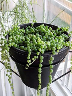 How to Care for String of Pearls: Tips for Caring for String of Pearls