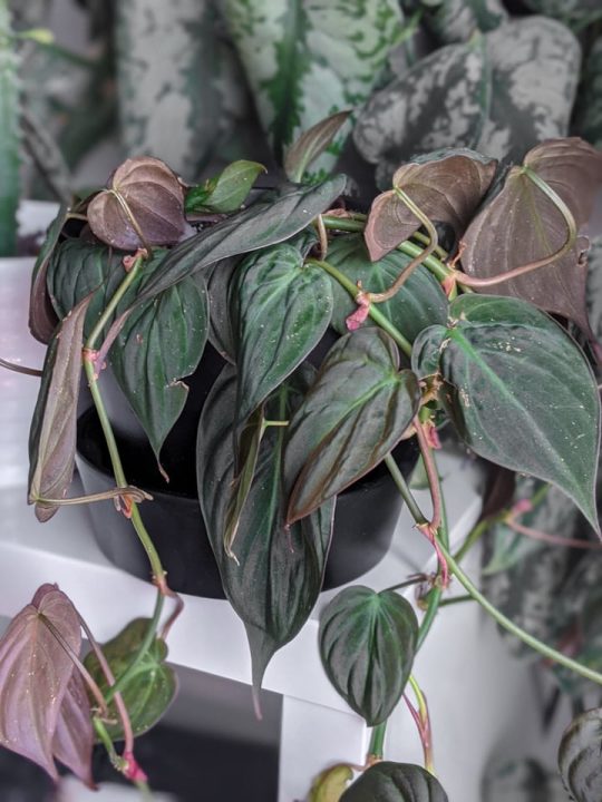 Buying plants on Etsy? Read my 6 tested tips before hitting purchase!