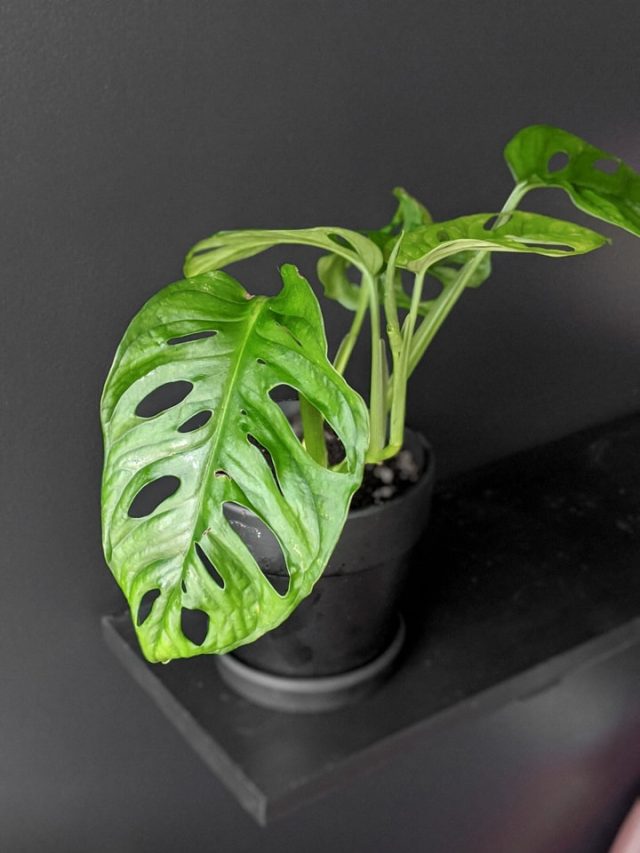 Buying plants on Etsy? Read my 6 tested tips before hitting purchase!