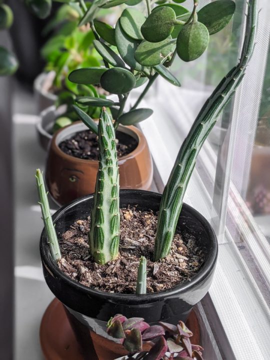 Buying plants on Etsy? Read my 6 tested tips before hitting purchase!