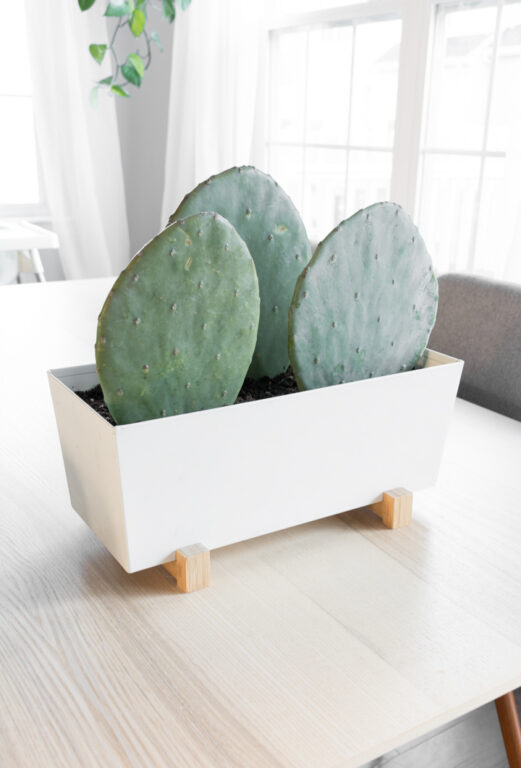 Buying plants on Etsy? Read my 6 tested tips before hitting purchase!