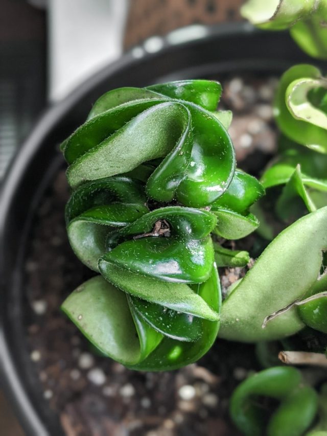Buying plants on Etsy? Read my 6 tested tips before hitting purchase!