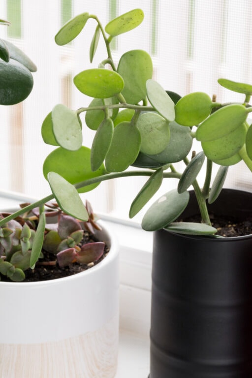 Buying plants on Etsy? Read my 6 tested tips before hitting purchase!