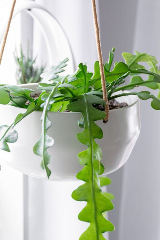 Buying plants on Etsy? Read my 6 tested tips before hitting purchase!