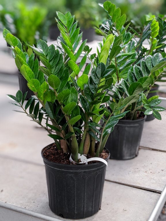 All about how to care for the ultrahardy ZZ plant!