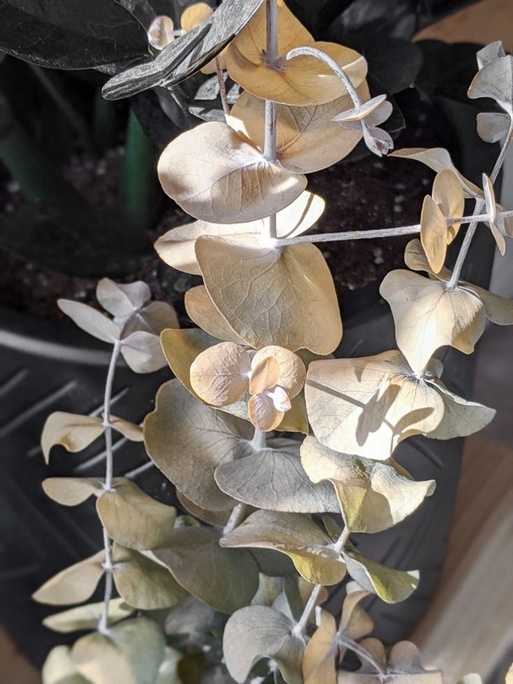 How to Dry Eucalyptus 2 Easy Ways to Preserve Eucalyptus for Crafts