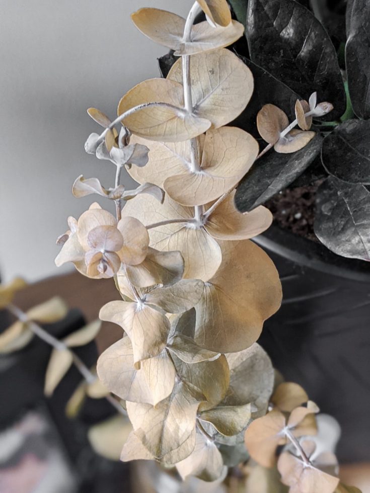 How to Dry Eucalyptus 2 Easy Ways to Preserve Eucalyptus for Crafts