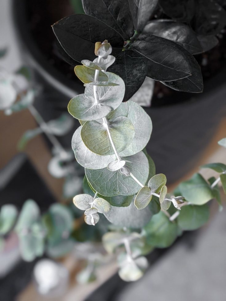 How to Dry Eucalyptus 2 Easy Ways to Preserve Eucalyptus for Crafts