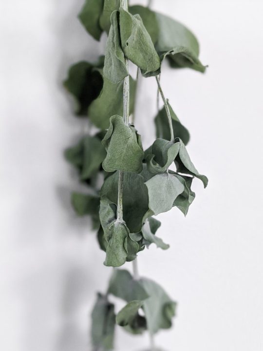 How to Dry Eucalyptus 2 Easy Ways to Preserve Eucalyptus for Crafts
