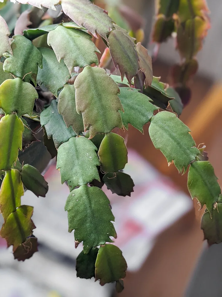holiday cactus care