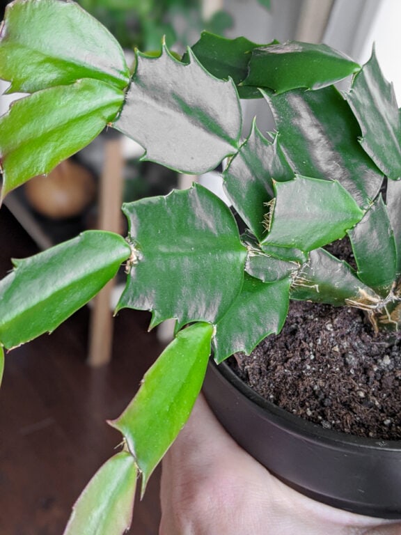 Holiday Cactus Care: Detailed Guide to Grow an Old Favorite
