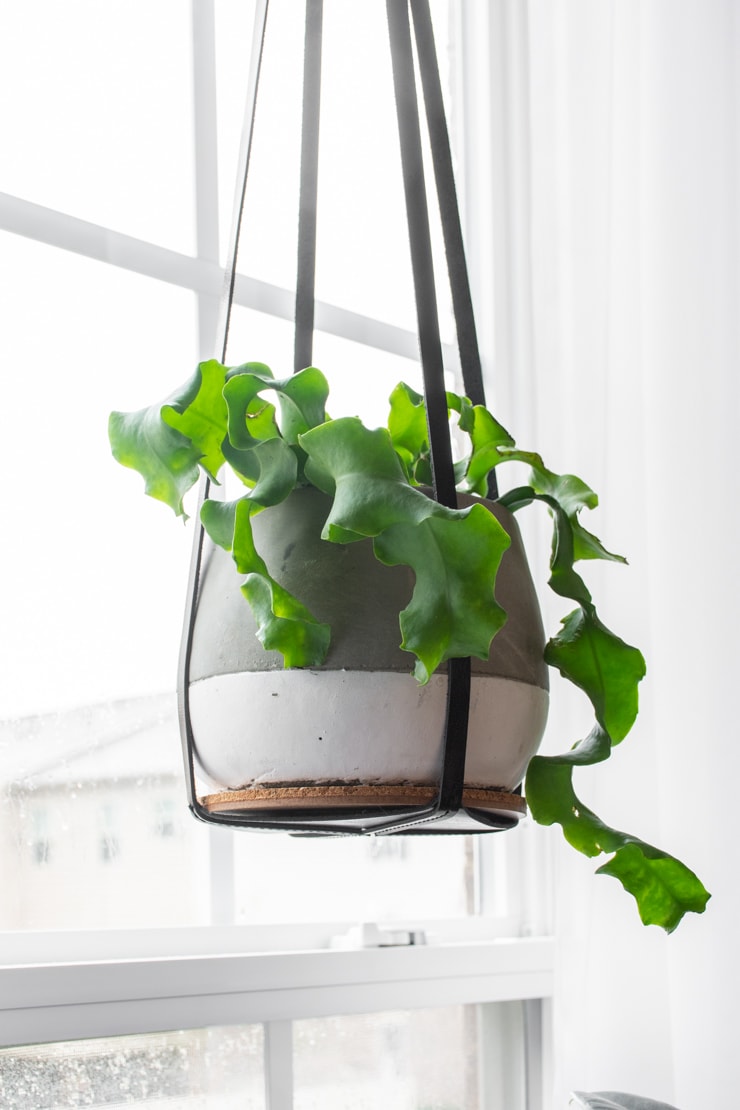 curly orchid cactus hanging in a concrete pot