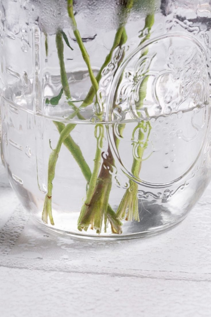 How to Dry Eucalyptus 2 Easy Ways to Preserve Eucalyptus for Crafts