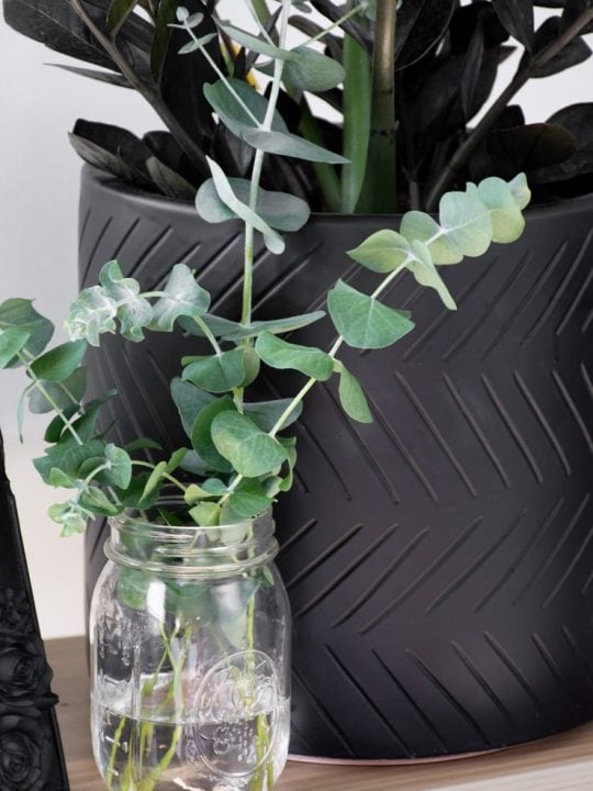 How to Dry or Preserve Eucalyptus