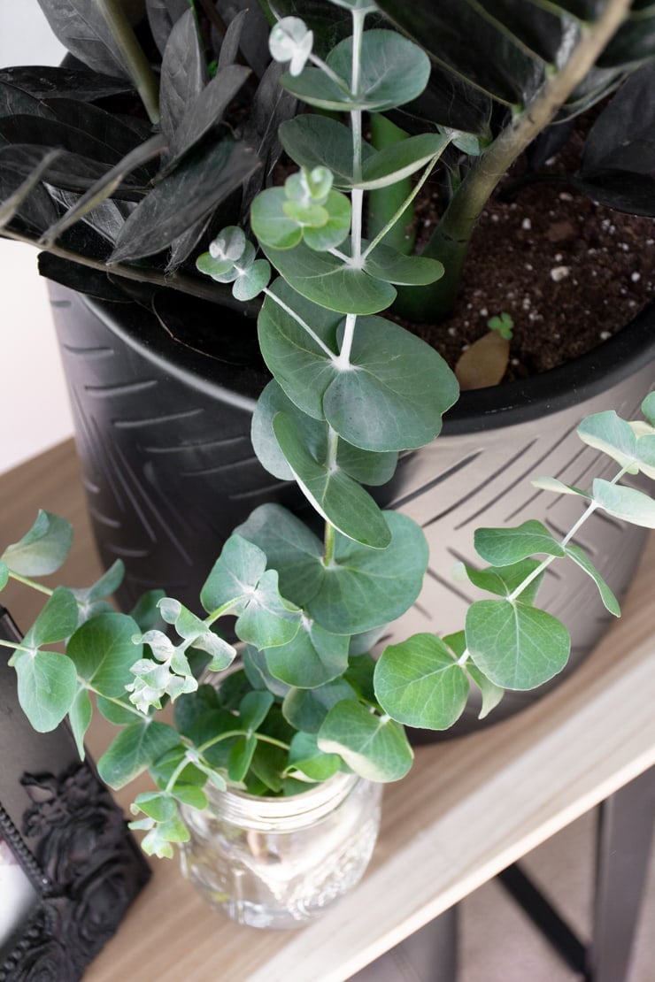 How to Dry Eucalyptus 2 Easy Ways to Preserve Eucalyptus for Crafts