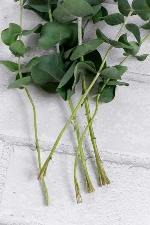 How to Dry Eucalyptus 2 Easy Ways to Preserve Eucalyptus for Crafts