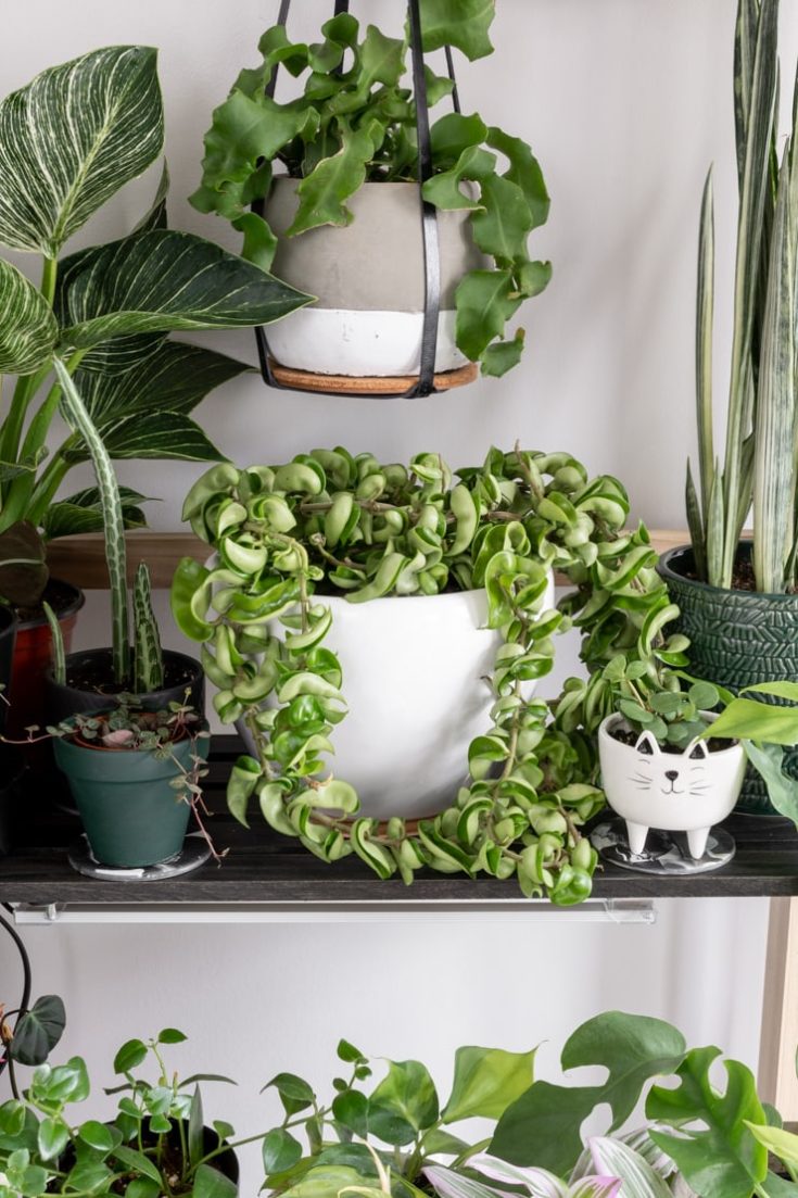 Hoya Rope Plant How to Care for This Unique Plant!