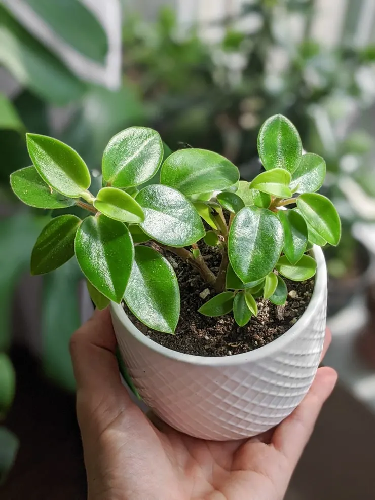 beautiful lipstick plant