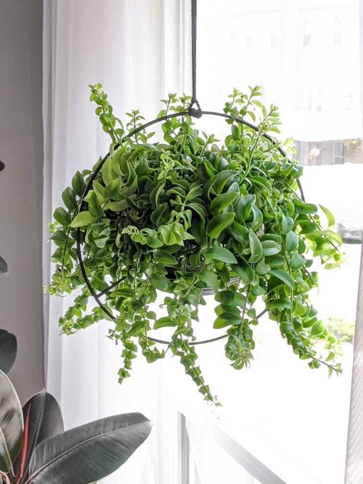 Lipstick plant in hanging planter in front of window