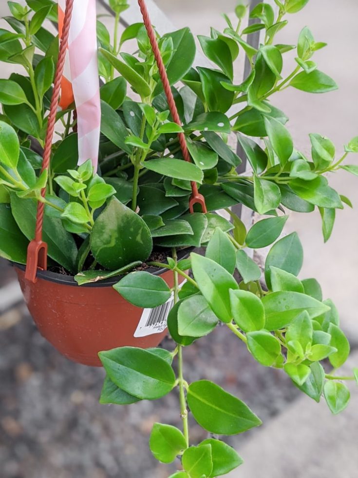 Learn all about caring for the classic lipstick plant!